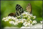vlinders.jpg